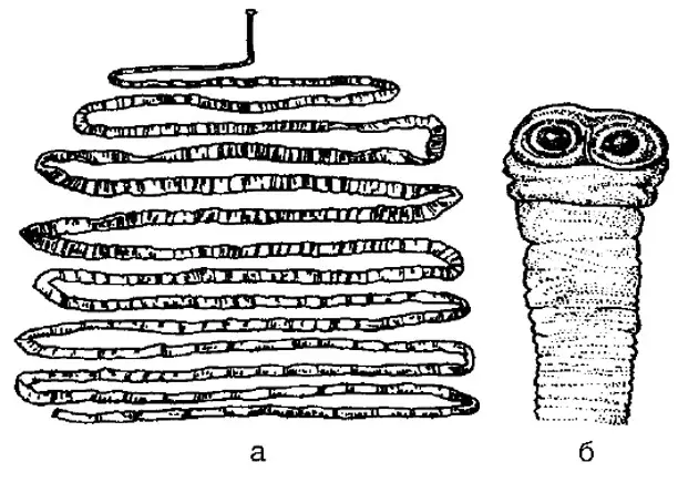 Diéta1.