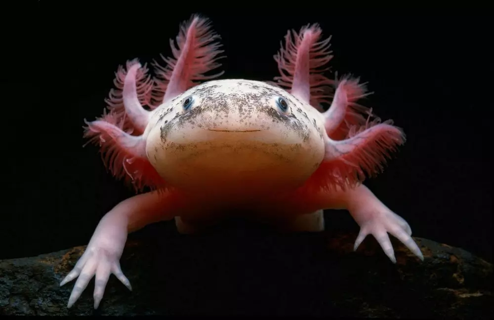 Nameya Fermandariya Pics.ru: Secrets of Axolotl an Meriv çawa mijar têne hilbijartin