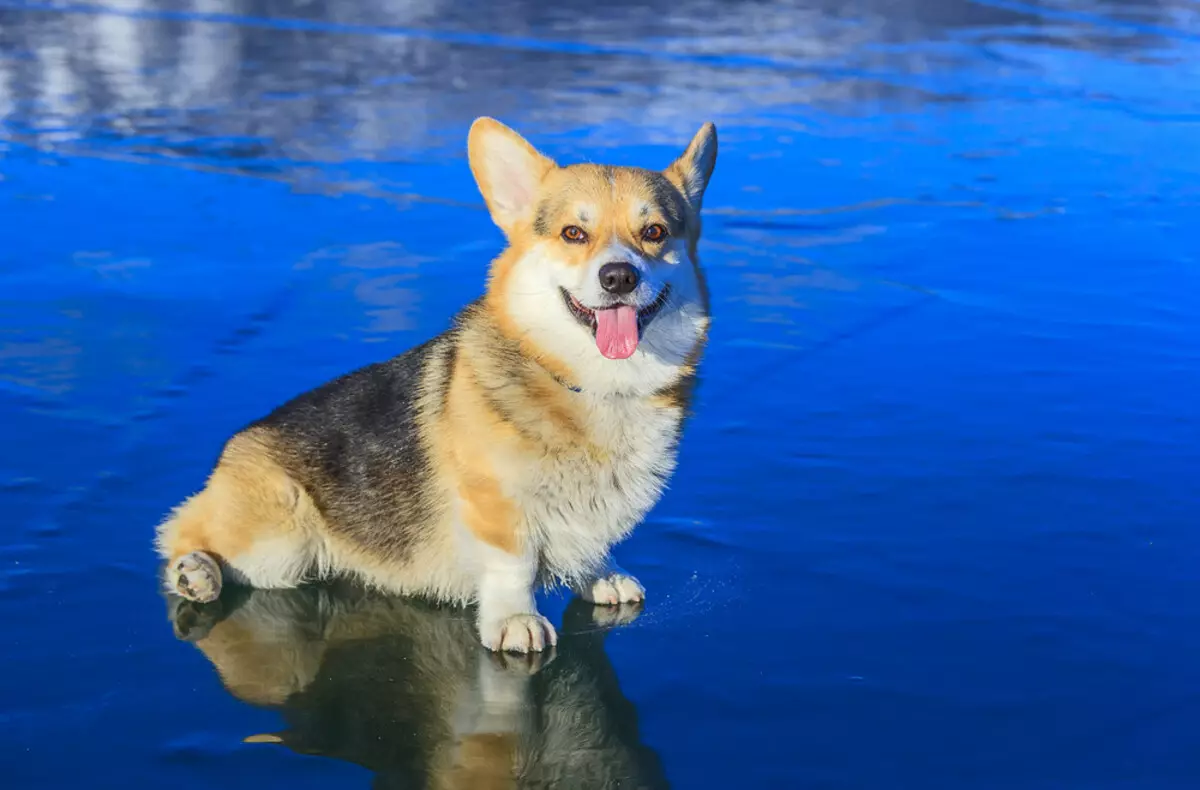 திடீர் அனுபவம்: மாஸ்கோவில் Corgi Masyan குளியல் பருவம் எப்படி திறக்கப்பட்டது. மார்ச் மாதத்தில் 39668_1