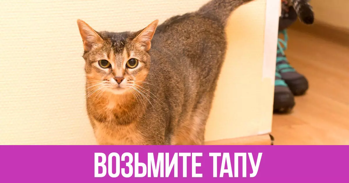 Piektdiena Cat Tapa: nevēlams bērns vajag mīlestību!