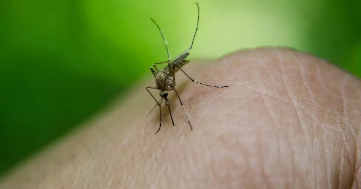 Zapiszemy z komarów: 15 sprawdzonych sposobów na pozbycie się swędzki