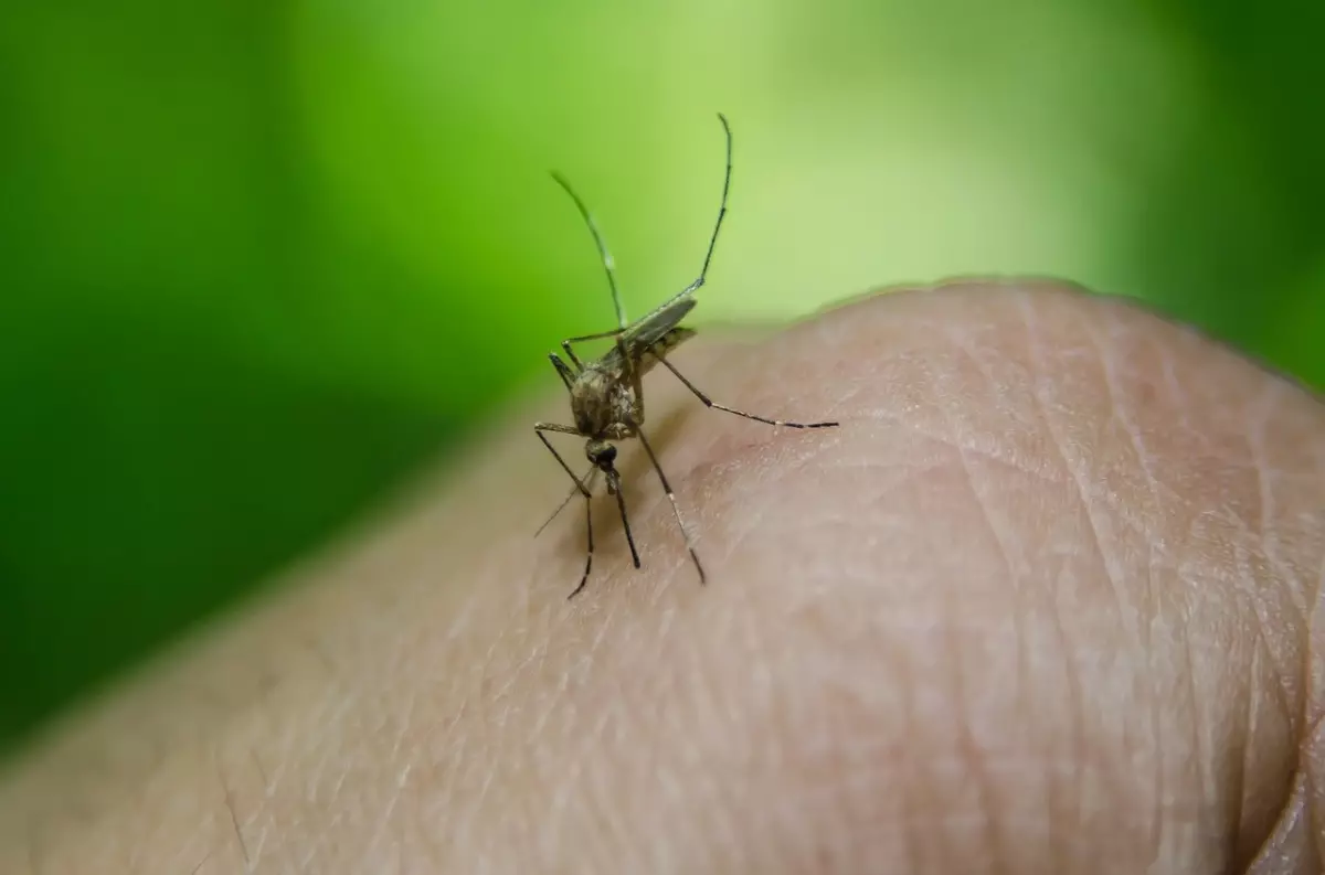 Uštedamo iz komaraca: 15 dokazano načine da se riješite svrbež 39879_1