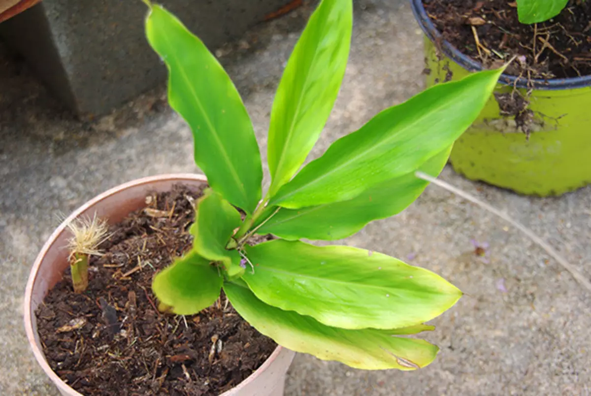 Windowsill மீது botsad 40109_5