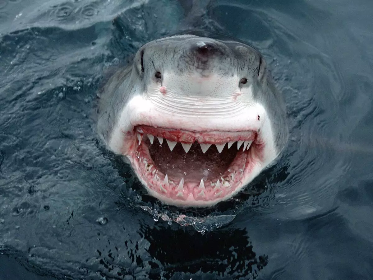 Yipes-Great-White-Shark-South-Australia-Pictures-Underwater-Billeder