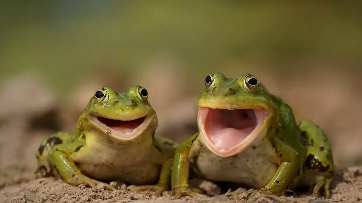 Laughfrogs.