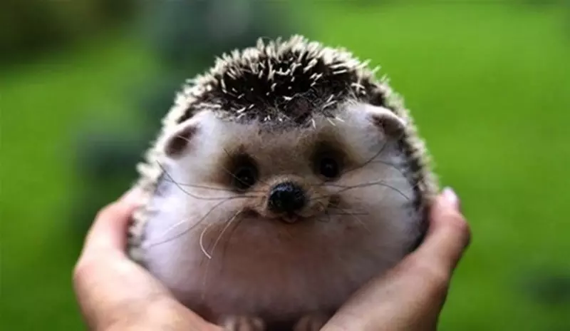 Hymyilevä hedgehog.