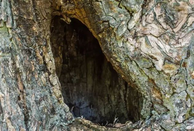 10 metode antice ale sângelui de pădure muritor 40167_9