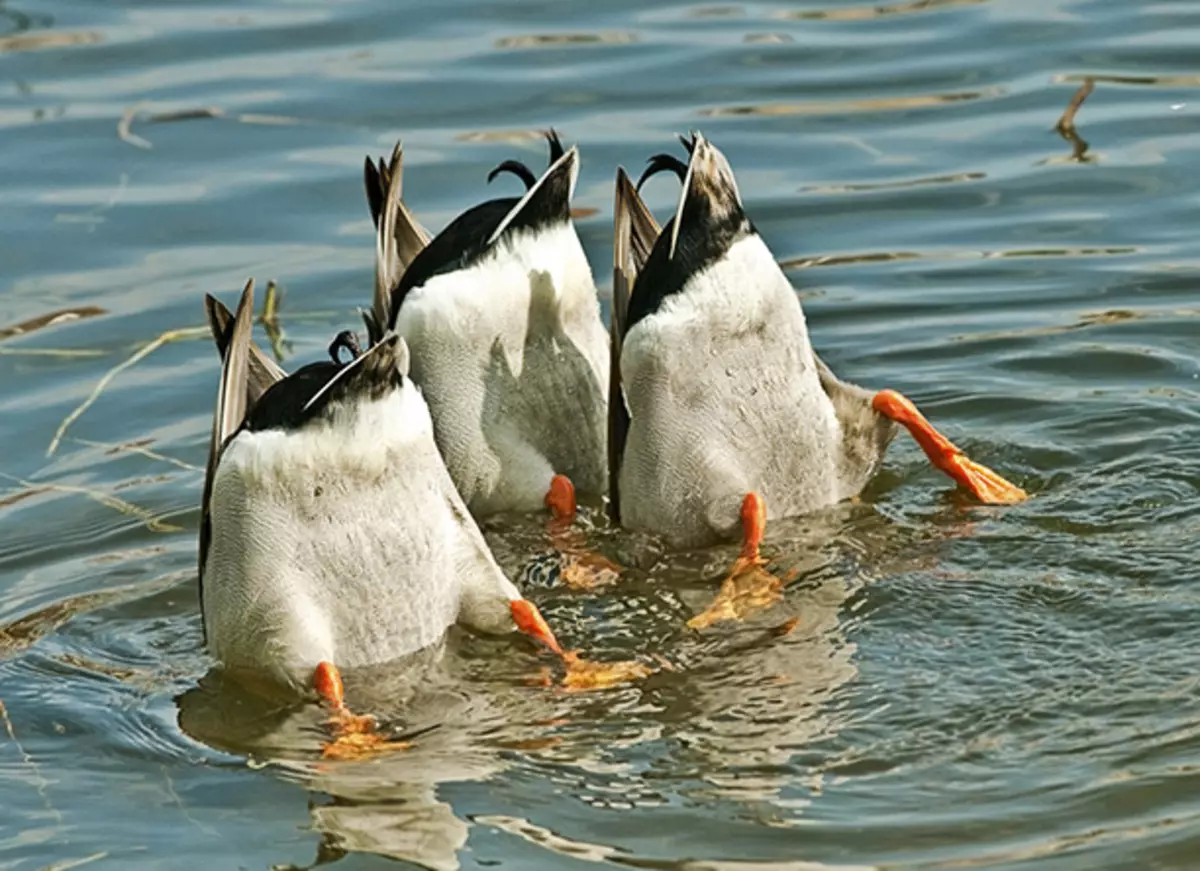 Stapende raaisels van die natuur 40198_22