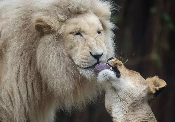 Stapende raaisels van die natuur 40198_3