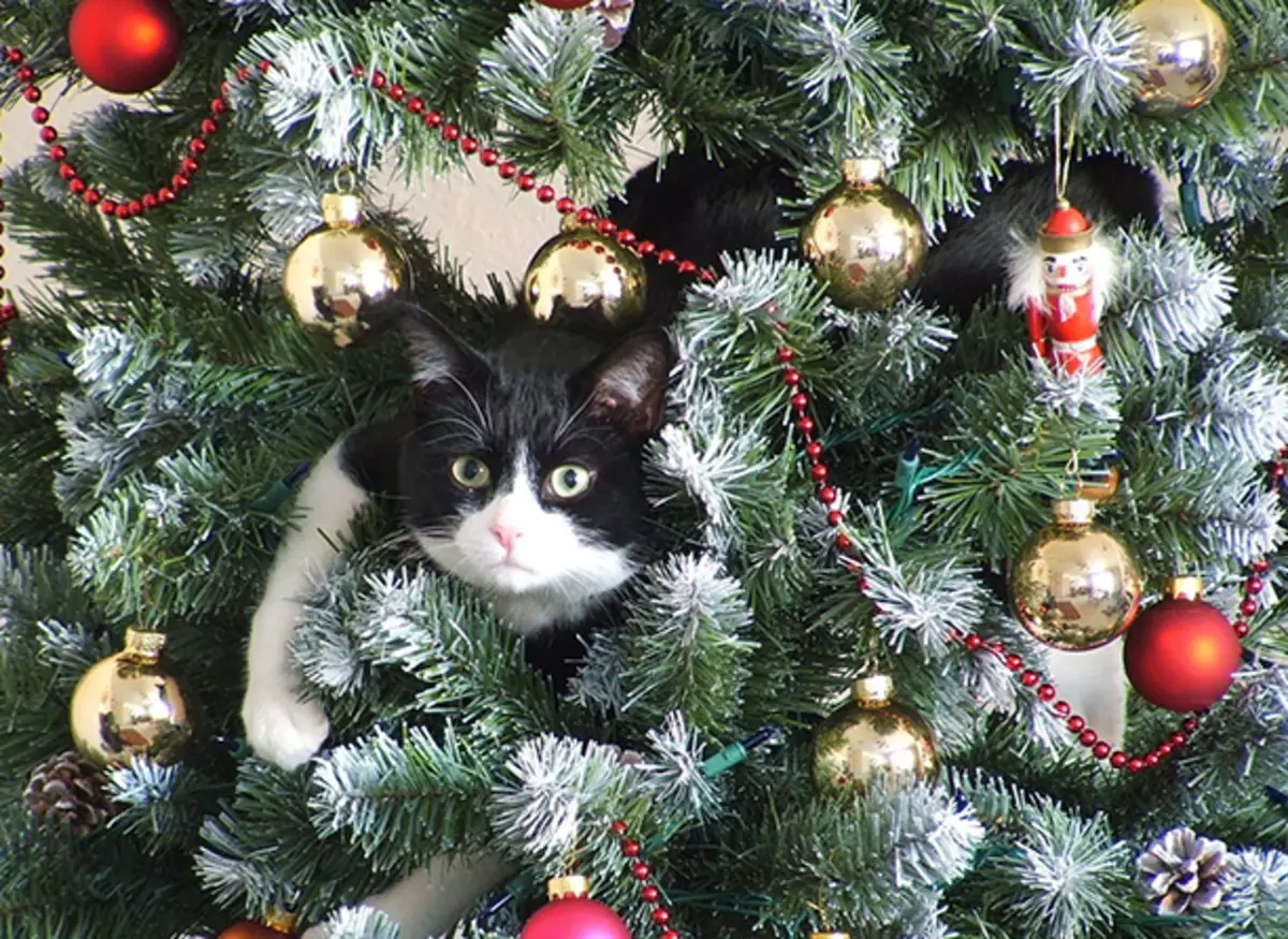 Christmas trees and cats: Created for each other. 40256_3