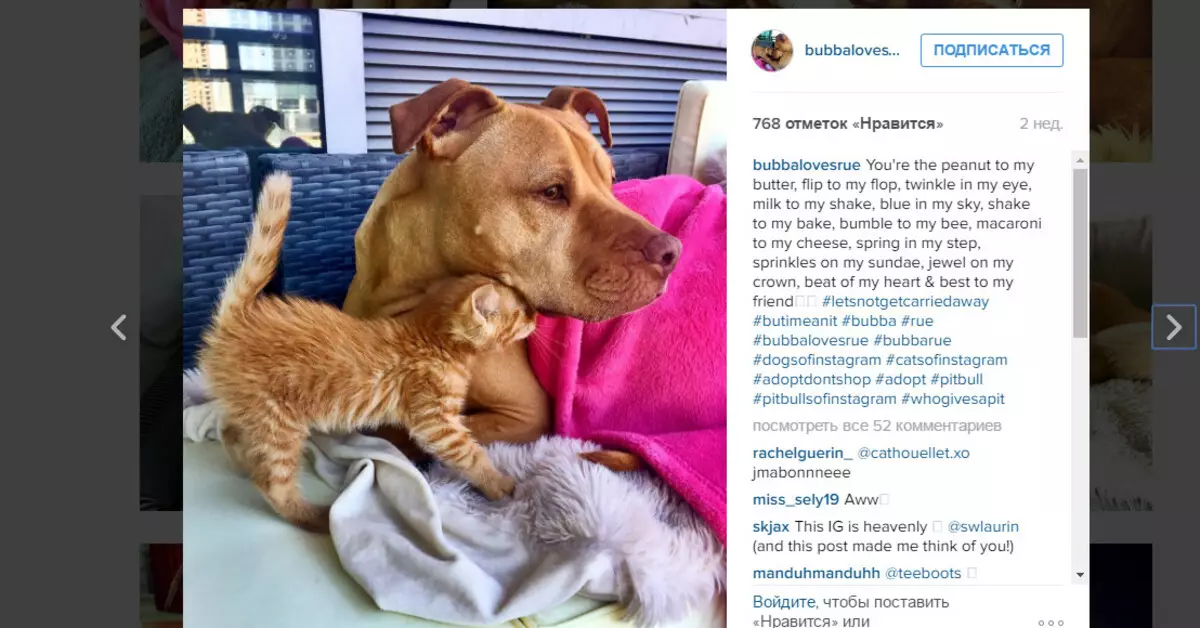 Pit Bull + Kitten = amour