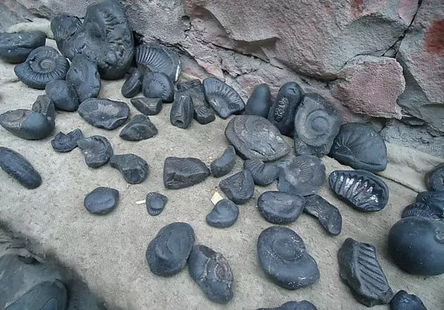 10 prehistoric fossils na natuklasan pa rin ng sinaunang 40727_5