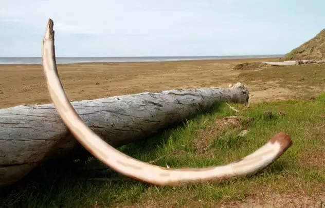 10 forhistoriske fossiler, der stadig blev opdaget af gamle 40727_7