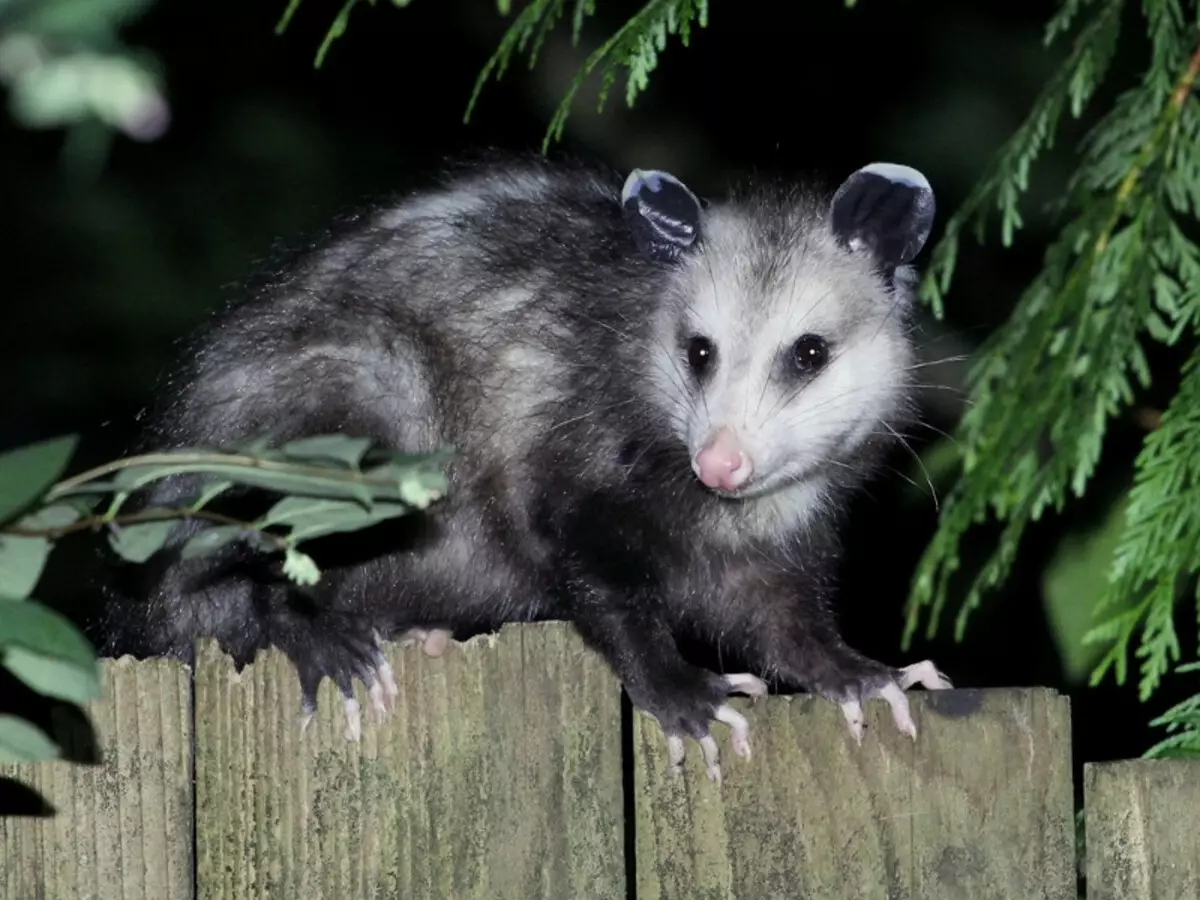 Animalsi heywanên mîna mêran, dema ku her tişt xirab e