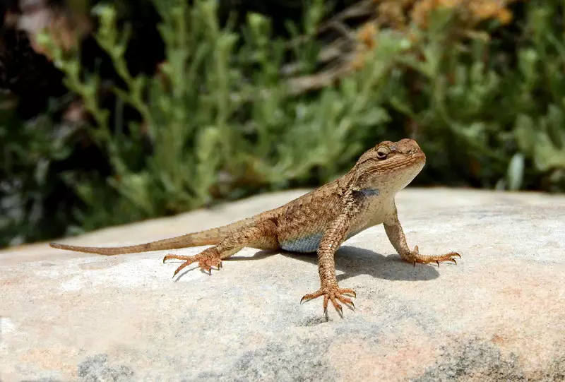 Lézard