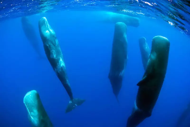 7 feitos sobre as baleas no mar é máis interesante o que escriben sobre o 