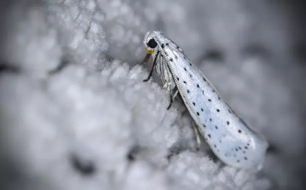 19 sovaĝaj bestoj strikte vestita en protokolo 8249_13